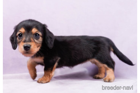 成約済の東京都のミニチュアダックスフンド(ロングヘアード)-225170の5枚目